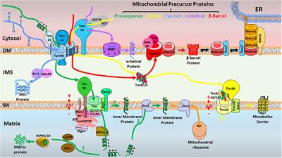 Frontiers | Role of the Mitochondrial Protein Import Machinery and 